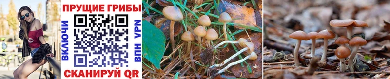 Псилоцибиновые грибы Cubensis Новочебоксарск