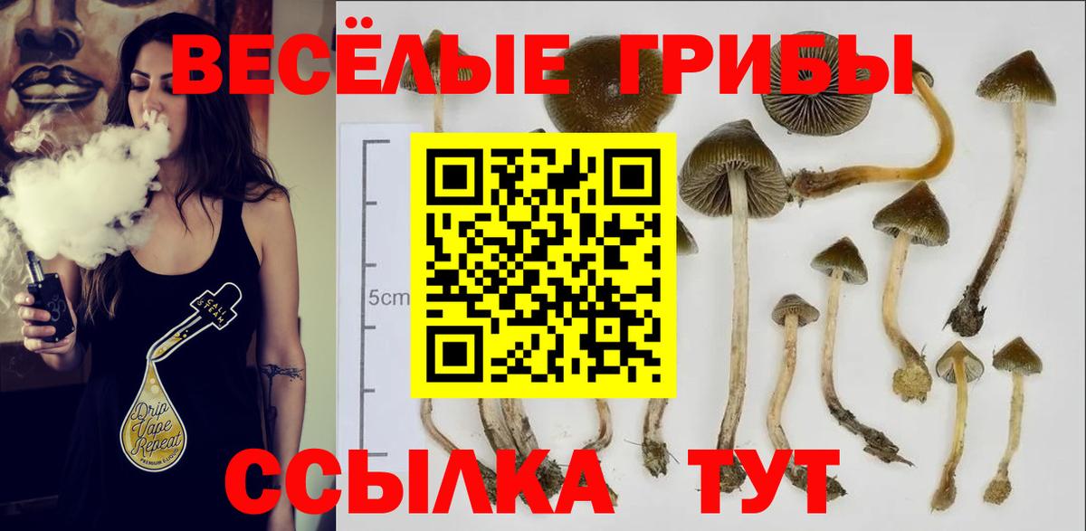 Новочебоксарск  Галлюциногенные грибы Cubensis  Вход с VPN  Псилоцибиновые грибы MAGIC MUSHROOMS 